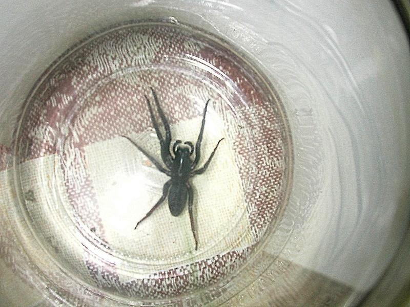 Segestria florentina